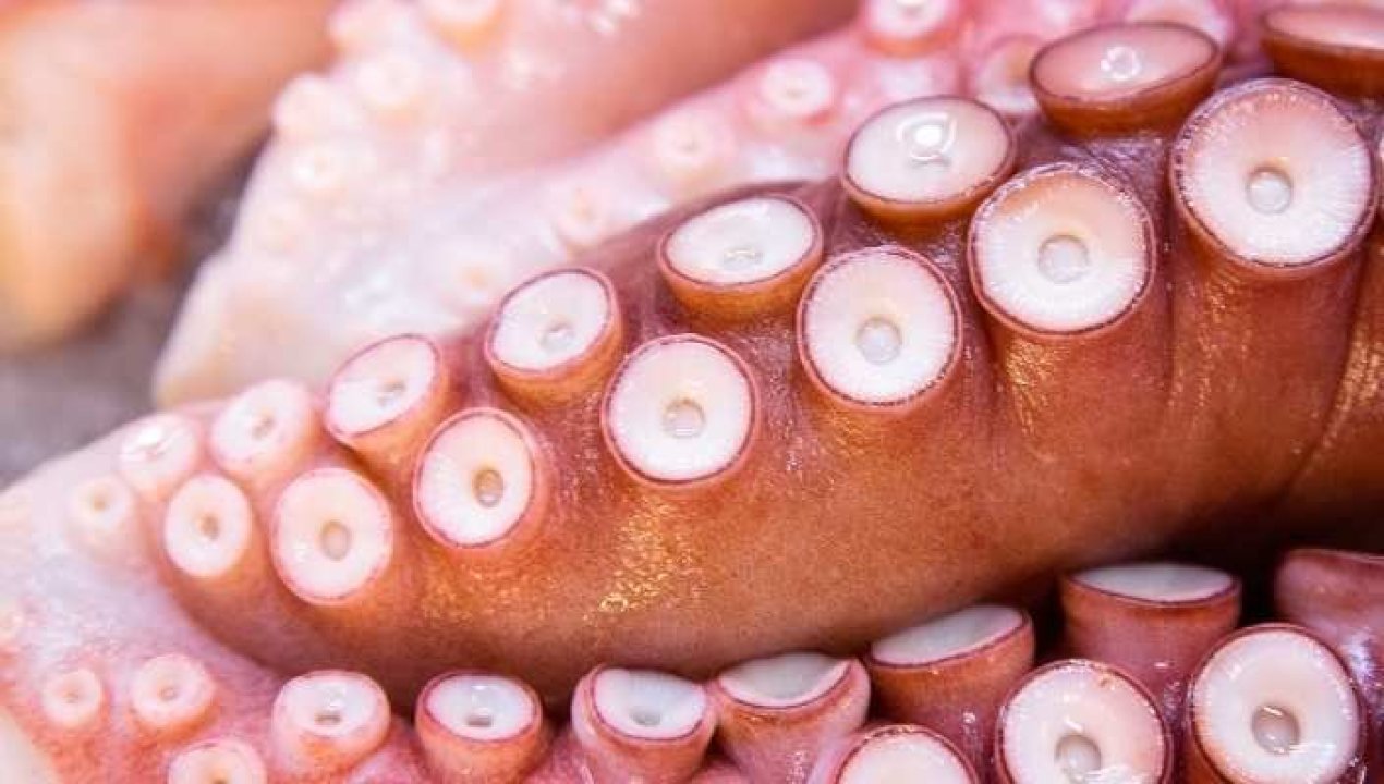 /incautan-4-toneladas-de-pulpo-extraidas-ilegalmente-en-antofagasta