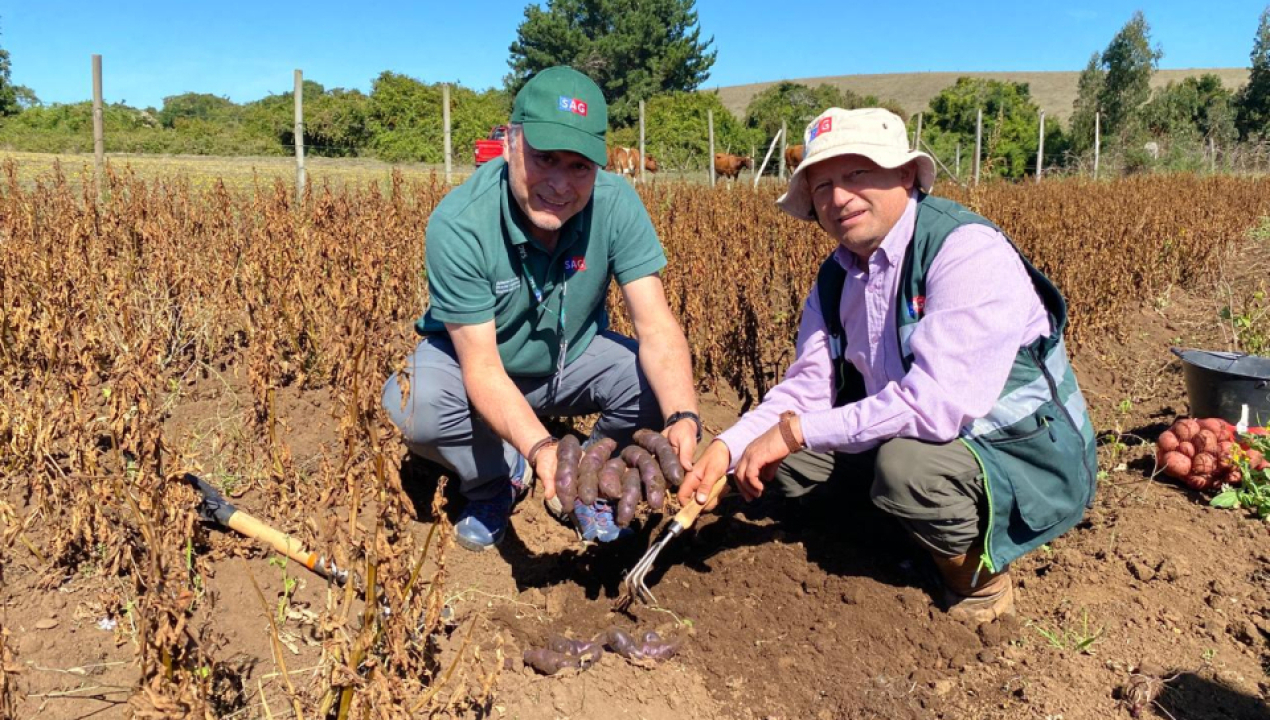 /en-la-provincia-de-arauco-area-libre-de-enfermedades-cuarentenarias-de-la