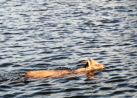 /video-pudu-sorprende-al-cruzar-nadando-el-rio-chepu-en-chiloe