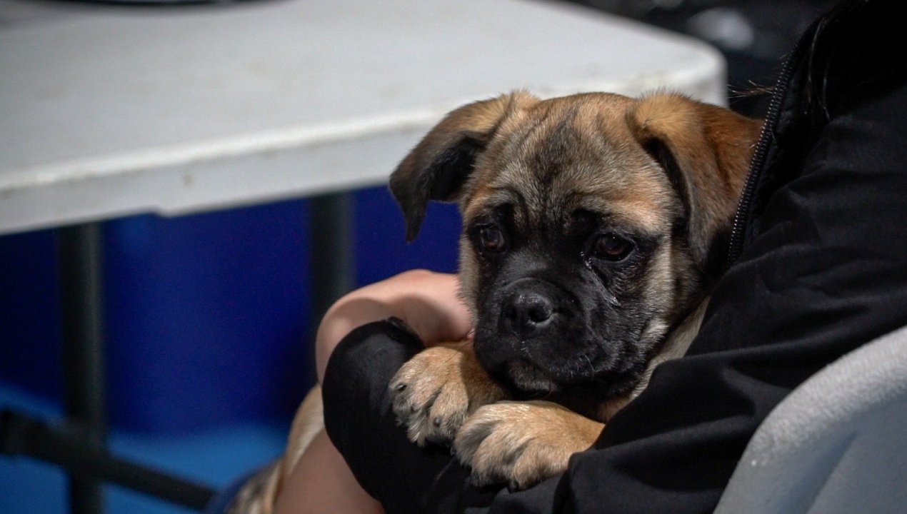 /municipio-refuerza-atencion-veterinaria-gratuita-con-mas-de-mil-cupos-para