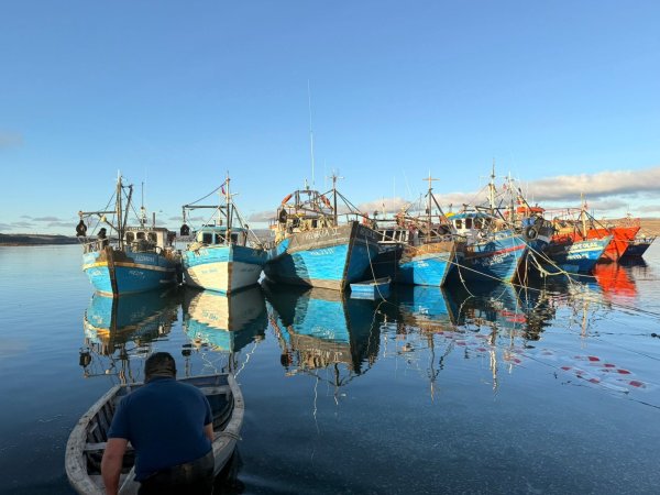 Seremi de Salud autoriza extracción de almejas en bahía de Porvenir, al no detectarse marea roja en muestras analizadas