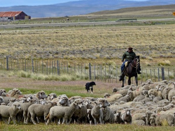 Delegación Presidencial desmiente supuesta “crisis sanitaria por hidatidosis” en Porvenir