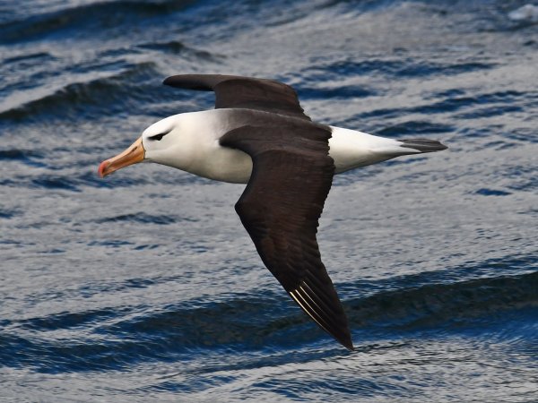 Impacto de la Influenza Aviar en la biodiversidad y la salud pública