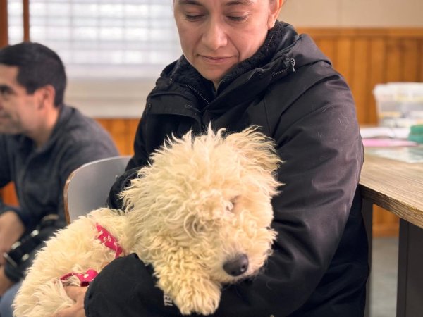 Municipio de Natales y SUBDERE consolidad programa de Esterilización con el 100% de la meta cumplida
