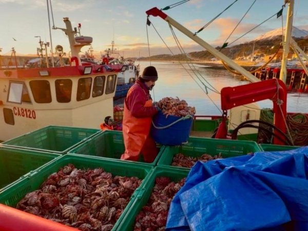 Autoridades refuerzan difusión y llaman a respetar la normativa ante inicio de la temporada de centolla en Puerto Williams
