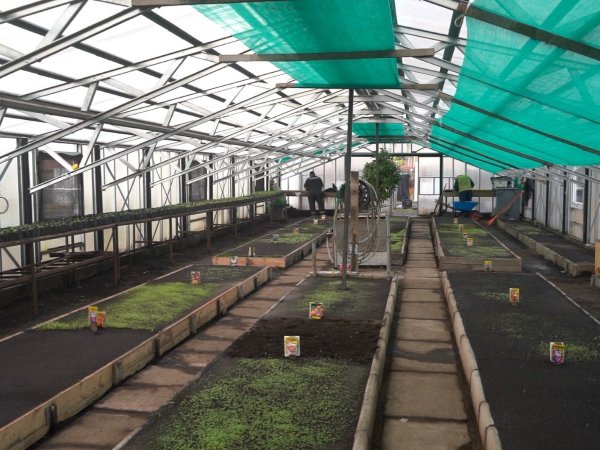 Vivero Municipal inicia producción de 20 mil flores para embellecer Punta Arenas