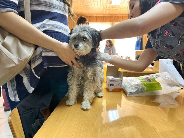 Subdere abre convocatoria 2026 del fondo concursable de tenencia responsable de mascotas y animales de compañía