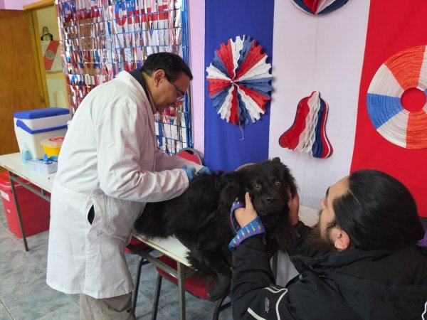 En el marco del día mundial contra la rabia: seremi de salud realizó operativo de vacunación de mascotas en Punta Arenas