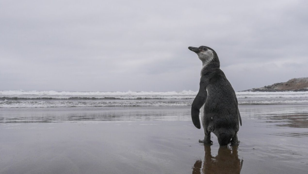 /actualidad/medio-ambiente/tratado-global-de-los-oceanos-proponen-que-valparaiso-sea-sede-de-la-onu