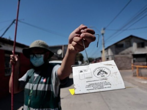 Ministra de Agricultura destaca erradicación de la mosca de la fruta en Valparaíso tras visita a puerto de Los Andes