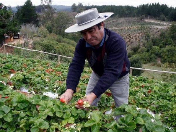 Alza de fertilizantes por conflicto en Medio Oriente genera alerta en el agro chileno