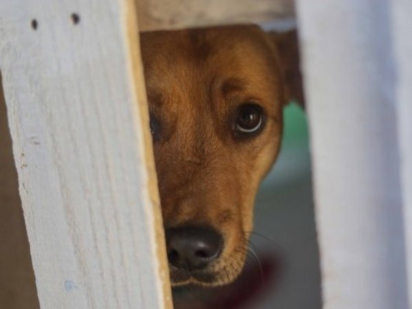 Comisión de Agricultura aprueba norma que permite la caza de perros