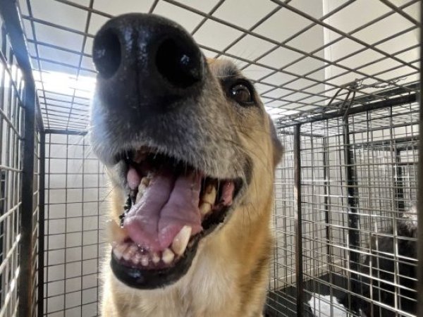 Los efectos que produce en ellos una simple cara alegre