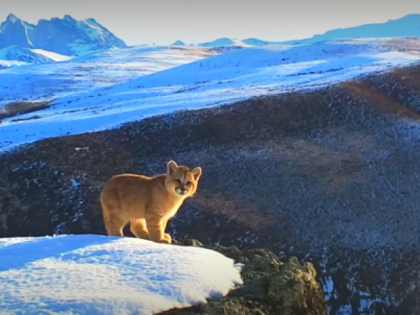 [Video] Cámaras trampa captan a tiernos cachorros de puma en la Patagonia