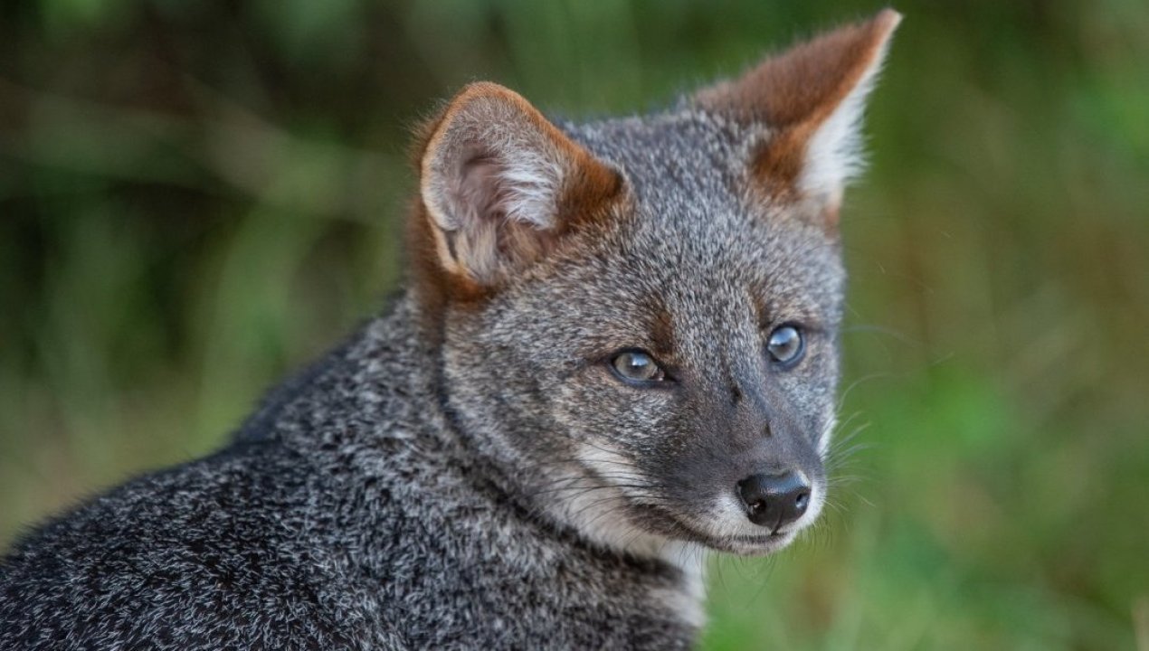 /tendencias/animales/estudio-pide-categorizar-a-zorro-chilote-en-peligro-critico-de-extincion